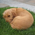 Basset Fauve de Bretagne