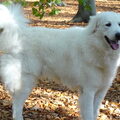 Kuvasz