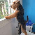 Welsh Terrier