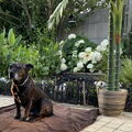 American Staffordshire Terrier