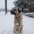 Kangal
