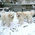 Pyrenese Berghond