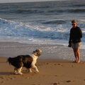 Bearded Collie