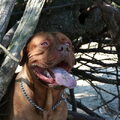 Bordeauxdog