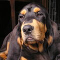 Chien Courant du Jura