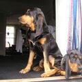 Chien Courant du Jura