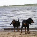 Chien Courant du Jura