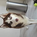Siberian Husky