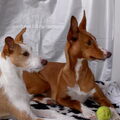Podenco Ibicenco