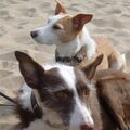 Podenco Ibicenco