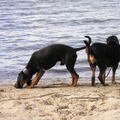 Chien Courant du Jura