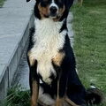 Appenzeller Sennenhond