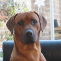 Rhodesian Ridgeback