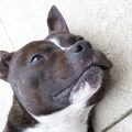 Staffordshire Bull Terrier