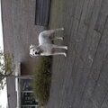 Dogo Argentino