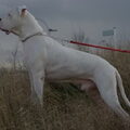 Dogo Argentino