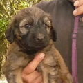 Merza