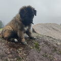 Cão da Serra da Estrela, langhaar