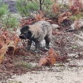 Cão da Serra da Estrela, langhaar