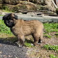 Cão da Serra da Estrela, langhaar