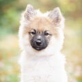 Keeshond, Middenslag