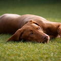 Vizsla Korthaar