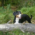 Entlebucher Sennenhond