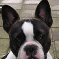 Franse Bulldog