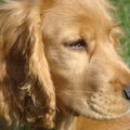 Engelse Cocker Spaniel