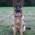 Duitse Herder