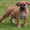 Boerboel