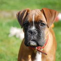 Boxer