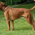 Boxer