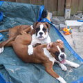 Boxer