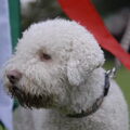 Lagotto Romagnolo