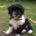 Tibetaanse Terrier