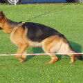 Duitse Herder