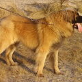 Leonberger