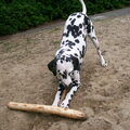 Dalmatische hond