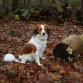 Kooikerhondje