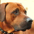 Rhodesian Ridgeback