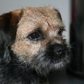 Border Terrier