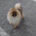 Keeshond, Dwerg