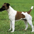 Foxterrier, gladhaar