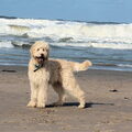 Labradoodle