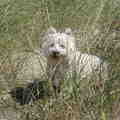 West Highland White Terrier
