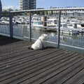 West Highland White Terrier