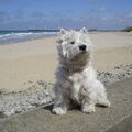 West Highland White Terrier