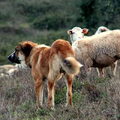 Rafeiro do Alentejo