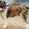 Rafeiro do Alentejo